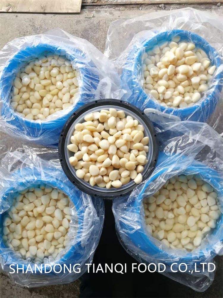 Marinated garlic in brine in drums