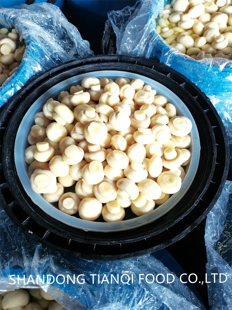 mushroom in drum preserved