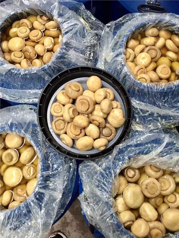 Whole white champignon mushroom in salted water