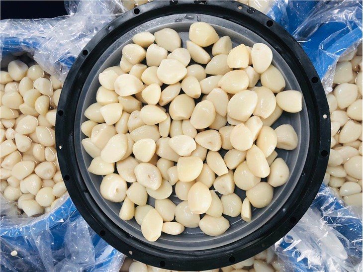 High quality white garlic in salted water in drums