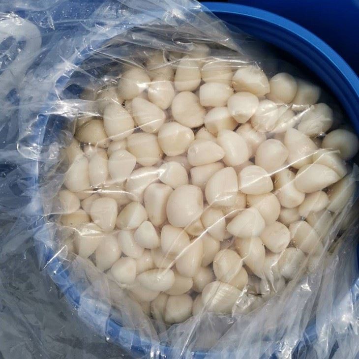 Peeled garlic in brine in drums