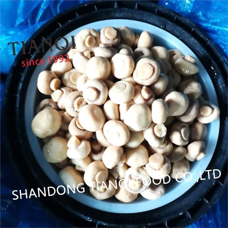 Factory cultivated mushroom in vinegar in drums